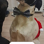 Eros participe au concours pour gagner de l'argent avec cette photo : black_and_white, bow_tie, brown_fur, christmas, costume, dog, dressed_up, festive, funny, holiday, indoors, lock_screen, paw_prints, pet, portrait, santa_hat, sitting, smartphone_screenshot, socks, wood_floor