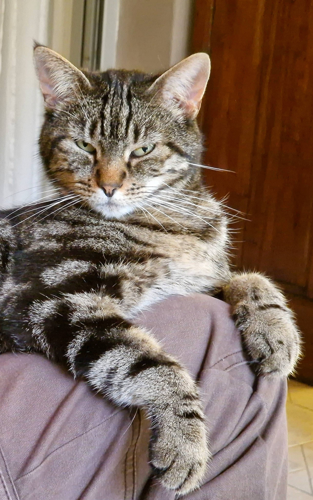 Kiki participe au concours pour gagner de l'argent avec cette photo : carnivore, cat, claw, domestic_short_haired_cat, felidae, fur, paw, sitting, small_to_medium_sized_cats, snout, tail, terrestrial_animal, whiskers, wood, wool