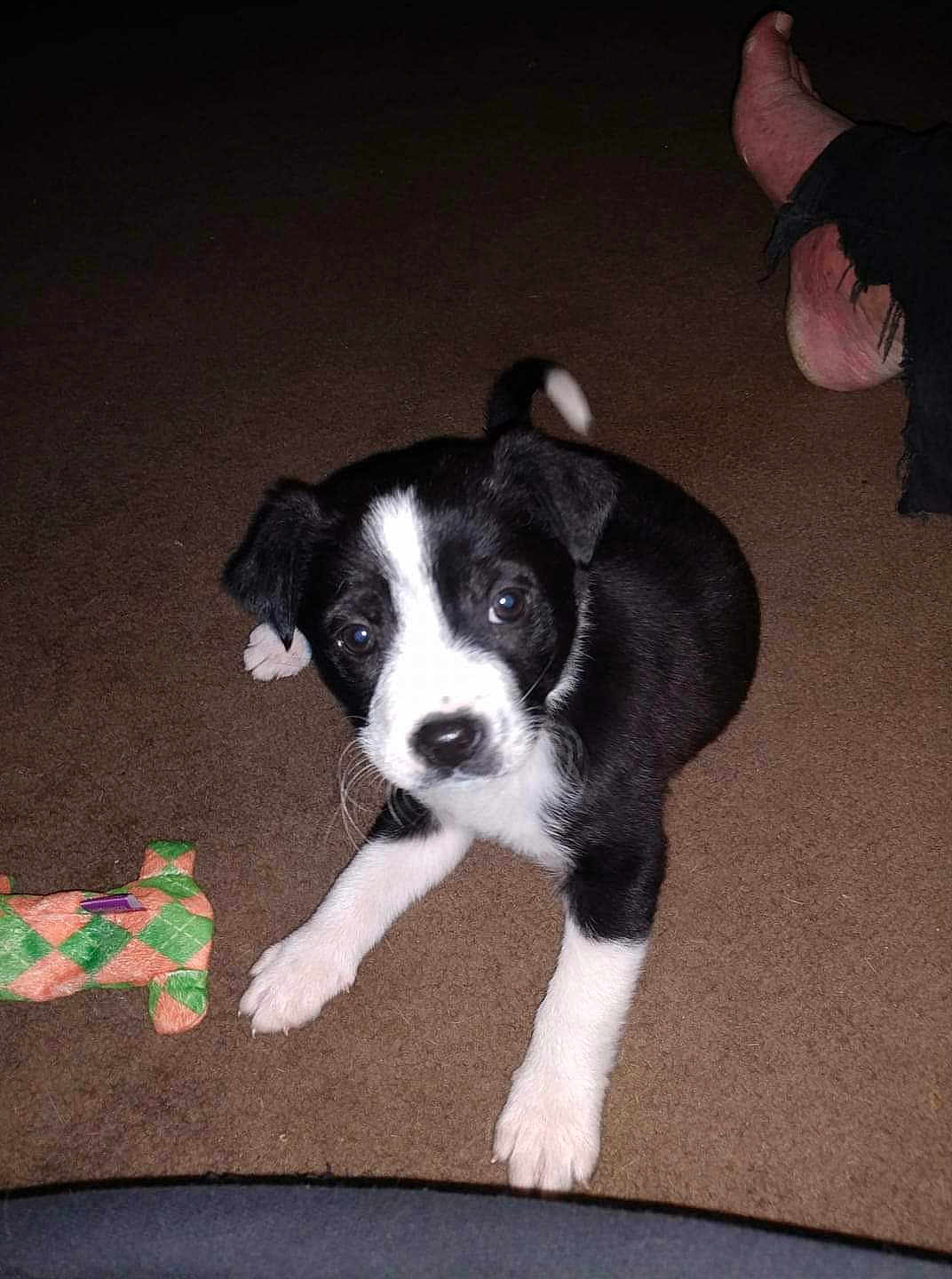 Dasher