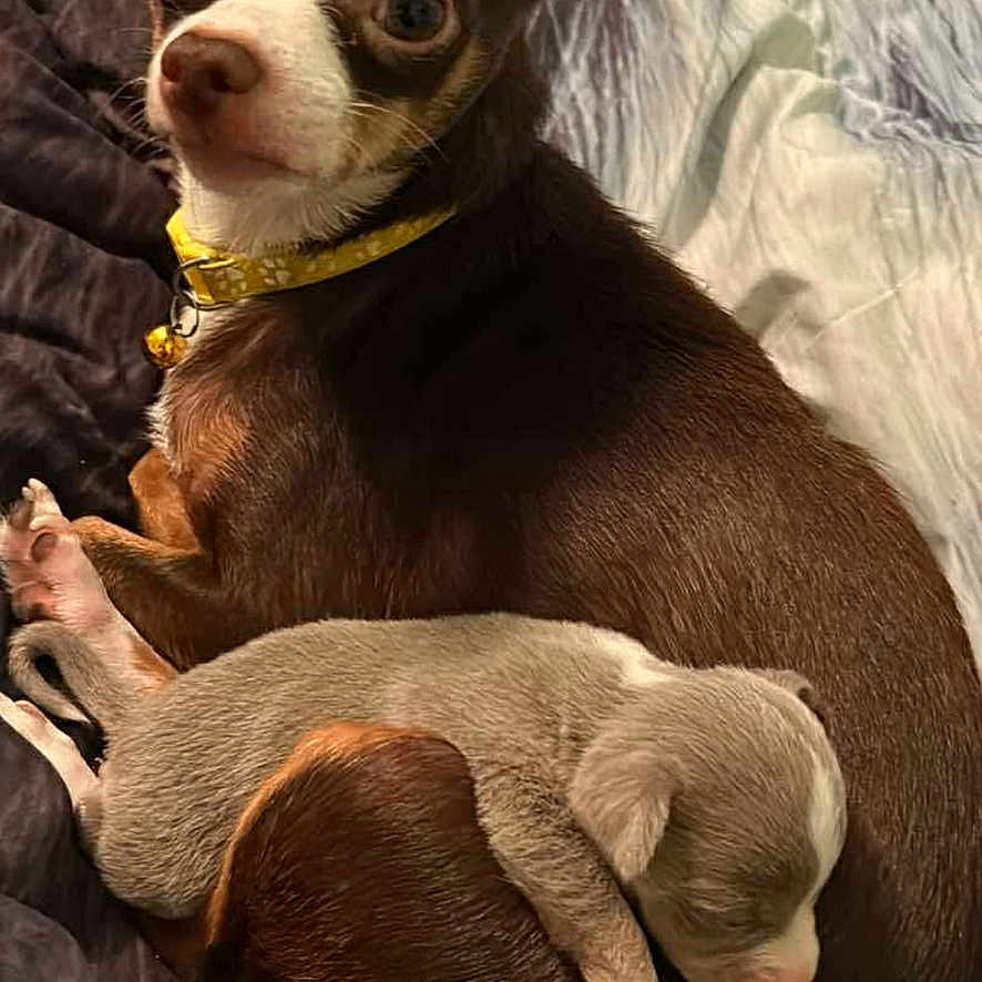 Myka And Oakley is registered to the contest to win money with this photo: animal, bed, blanket, brown_dog, caring, collar, companion, cozy, cute, dog, ears, fur, indoor, newborn, pet, puppy, resting, sleeping, small_dog, snuggling