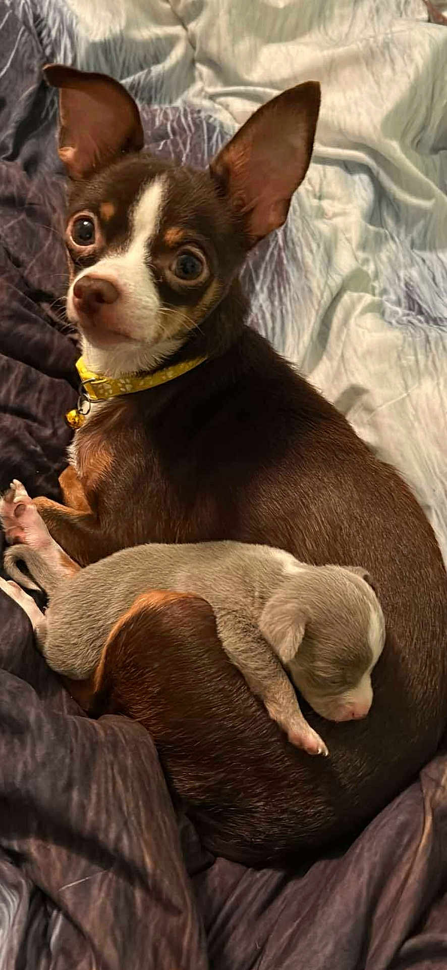 Myka And Oakley is registered to the contest to win money with this photo: animal, bed, blanket, brown_dog, caring, collar, companion, cozy, cute, dog, ears, fur, indoor, newborn, pet, puppy, resting, sleeping, small_dog, snuggling