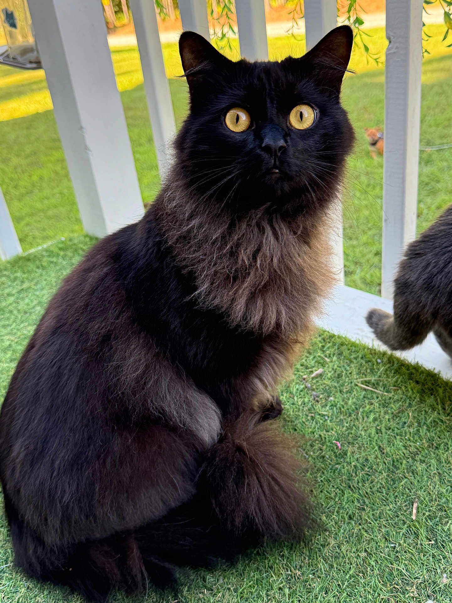 Karma Onyx joined the competition — help win amazing prizes! cat, black_cat, fluffy, long_hair, golden_eyes, grass, outdoor, white_fence, curious, alert, pet, animal, sitting, tail, nature, daylight, closeup, portrait, domestic_cat, feline