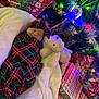 Willow is registered to the contest to win money with this photo: baby, infant, newborn, swaddle, plaid, headband, teddy_bear, stuffed_animal, christmas_tree, christmas_lights, ornament, presents, gift_wrap, blanket, cozy, sleeping, holiday, festive, soft_texture, smile