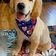 animal, bandana, blue_bandana, canine, colorful_rug, cute, dog, domestic_animal, floral_rug, fur, golden_retriever, happy, heart_pattern, indoor, pet, puppy, sitting, smiling, tongue_out, wooden_floor