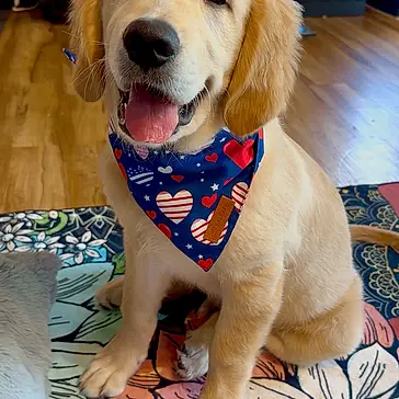 Brody joined the competition — help win amazing prizes! animal, bandana, blue_bandana, canine, colorful_rug, cute, dog, domestic_animal, floral_rug, fur, golden_retriever, happy, heart_pattern, indoor, pet, puppy, sitting, smiling, tongue_out, wooden_floor