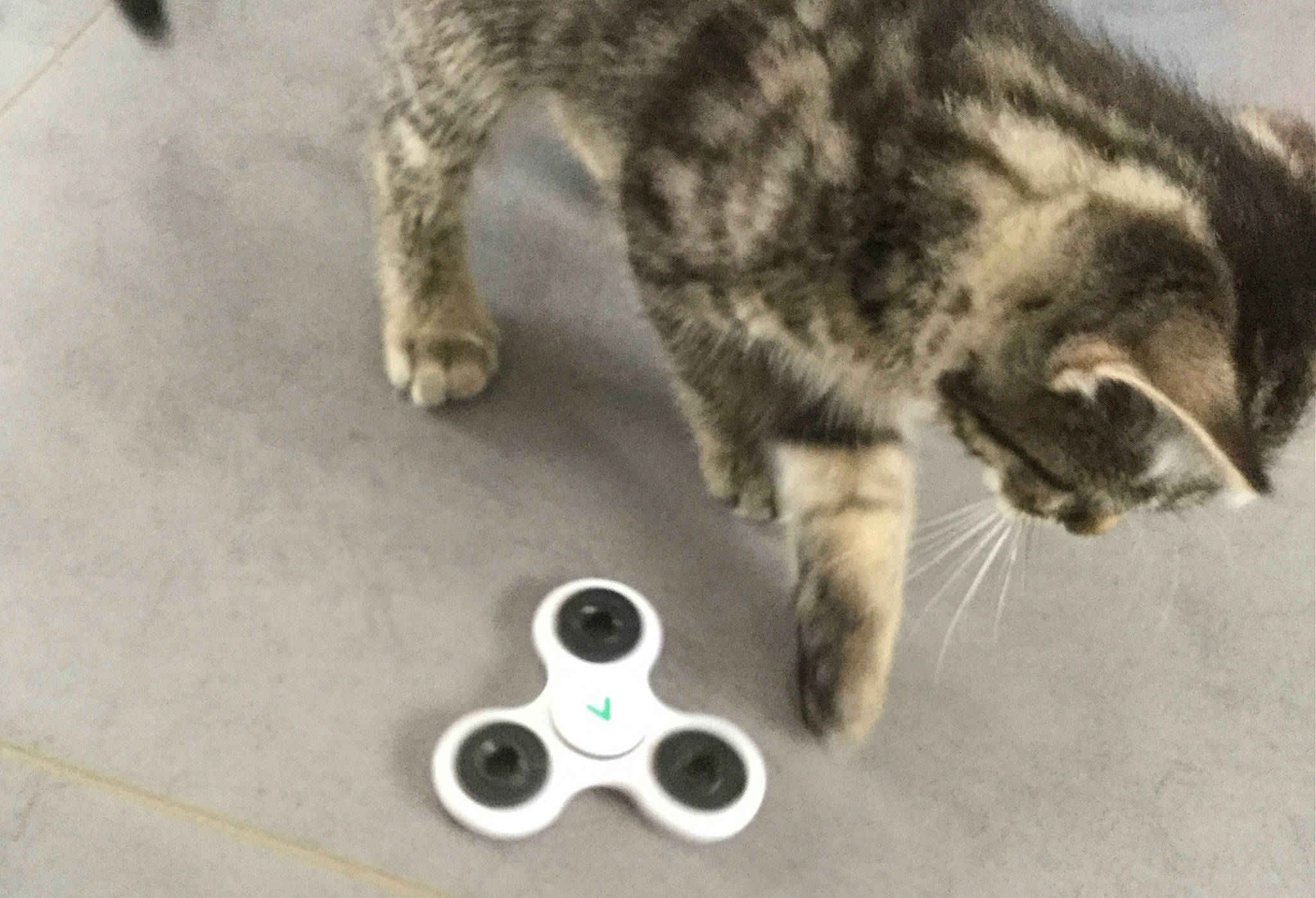 Takin participe au concours pour gagner de l'argent avec cette photo : audio_equipment, carnivore, cat, circle, claw, domestic_short_haired_cat, electronic_instrument, felidae, flooring, fur, game_controller, input_device, joystick, paw, peripheral, small_to_medium_sized_cats, snout, tail, toy, whiskers