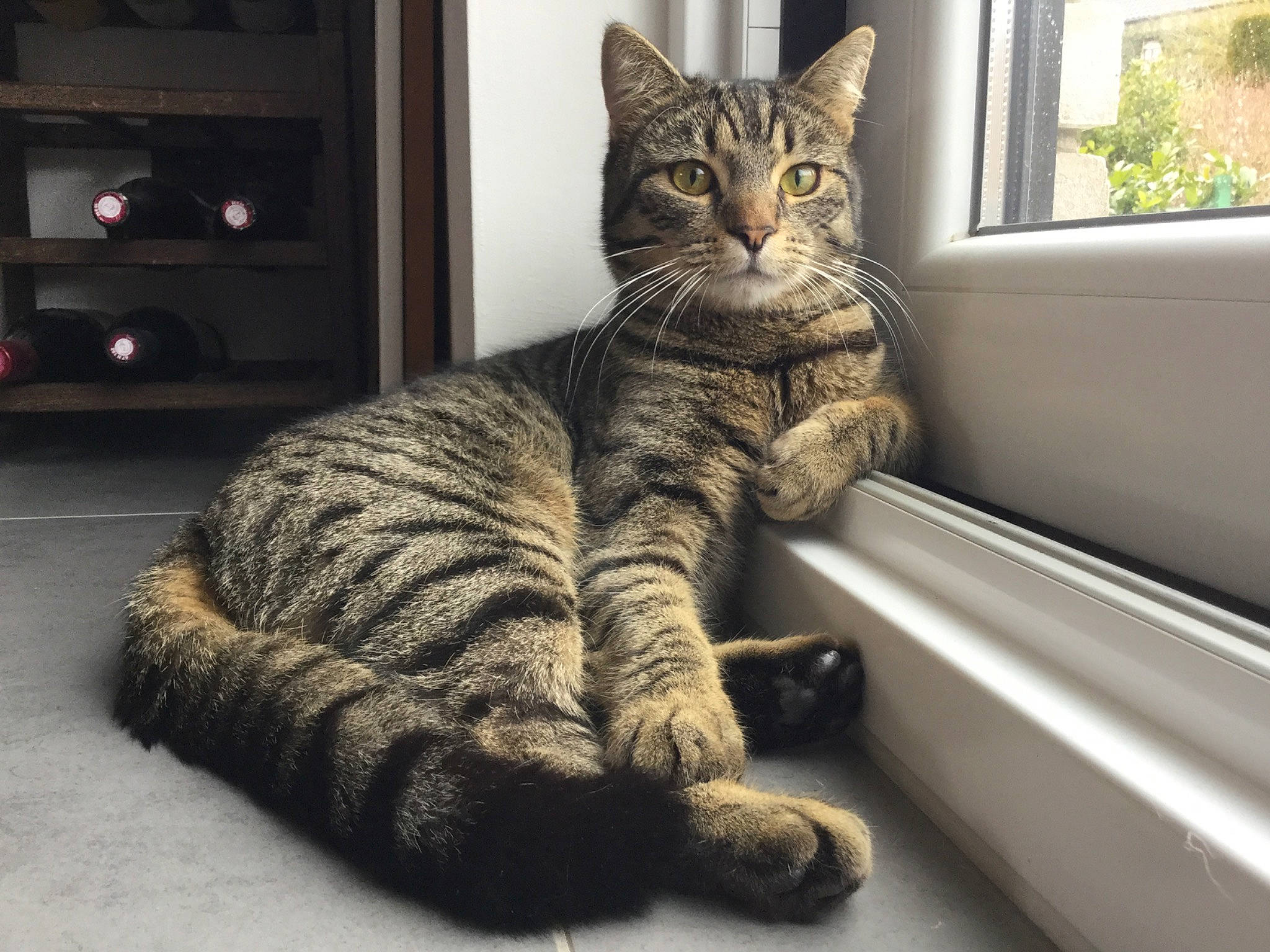 Takin participe au concours pour gagner de l'argent avec cette photo : carnivore, cat, claw, comfort, domestic_short_haired_cat, felidae, fur, grey, mammal, paw, shelf, sitting, small_to_medium_sized_cats, snout, tail, terrestrial_animal, whiskers, wildlife, window