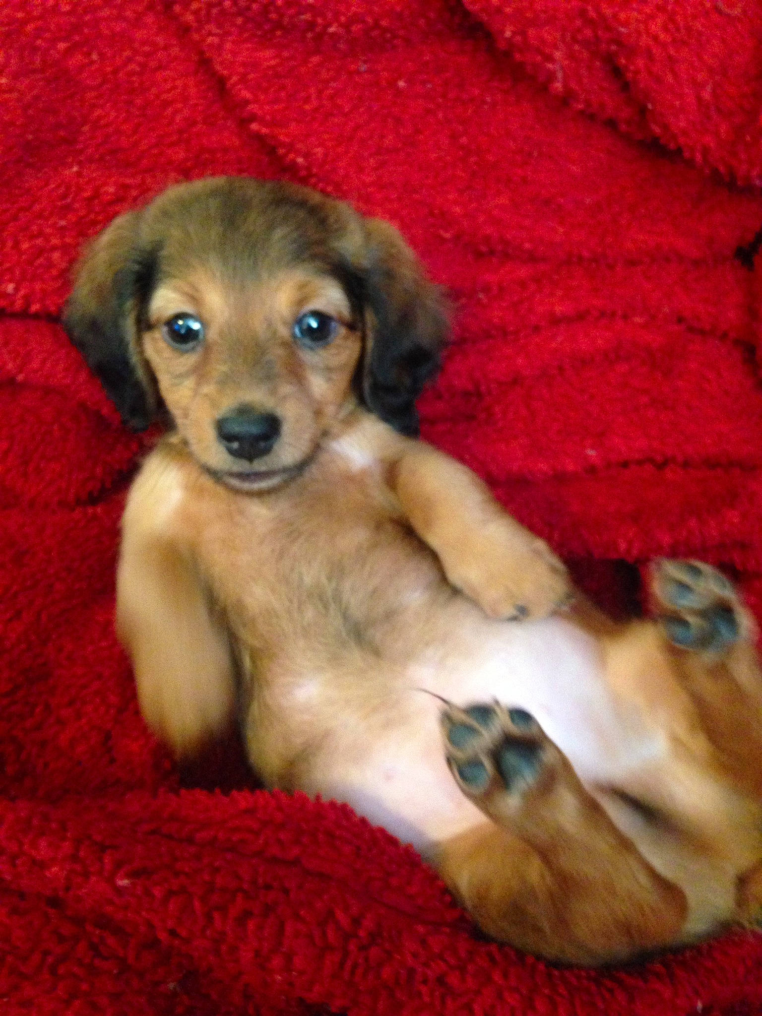 Coco joined the competition — help win amazing prizes! beagador, canidae, carnivore, companion_dog, dog, dog_breed, fawn, mammal, puppy, rare_breed_dog, saluki, snout, vertebrate