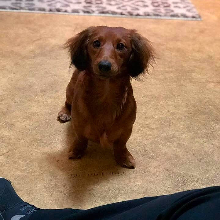 Coco joined the competition — help win amazing prizes! canidae, caramel_color, carnivore, companion_dog, dachshund, dog, dog_breed, fawn, liver, long_hair, mammal, puppy, small_greek_domestic_dog, snout, sporting_group