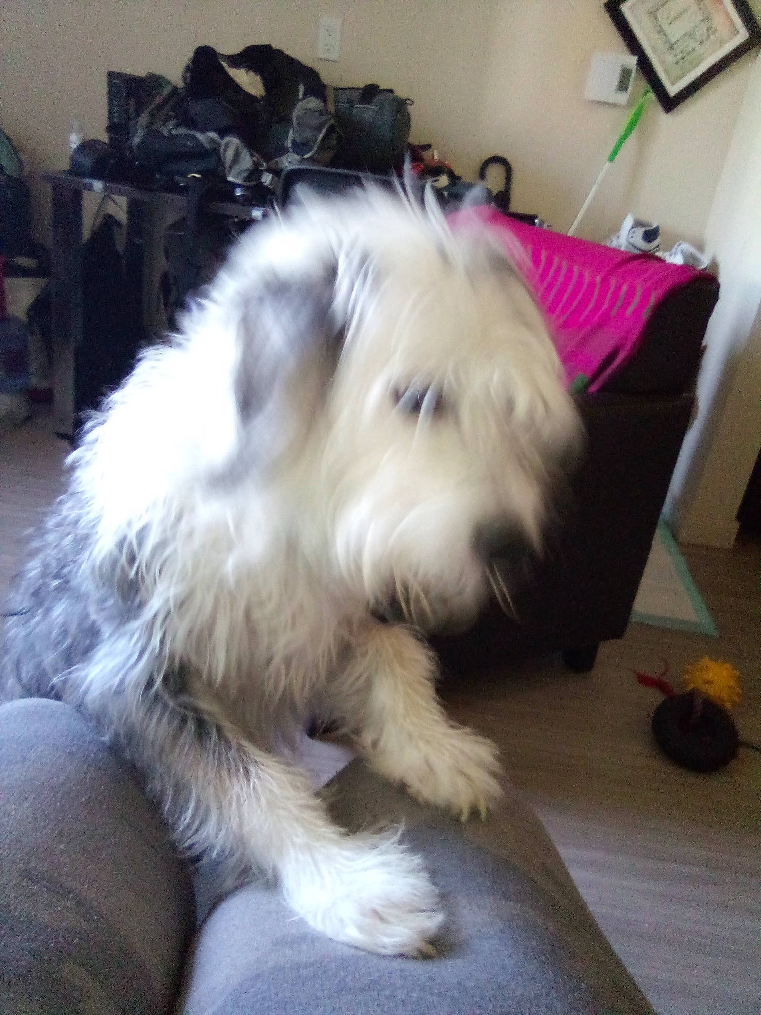 Poe is registered to the contest to win money with this photo: canidae, carnivore, chair, comfort, companion_dog, dog, dog_breed, flooring, fur, hardwood, maltepoo, non_sporting_group, shih_poo, small_terrier, snout, sporting_group, tail, terrier, toy_dog, working_animal