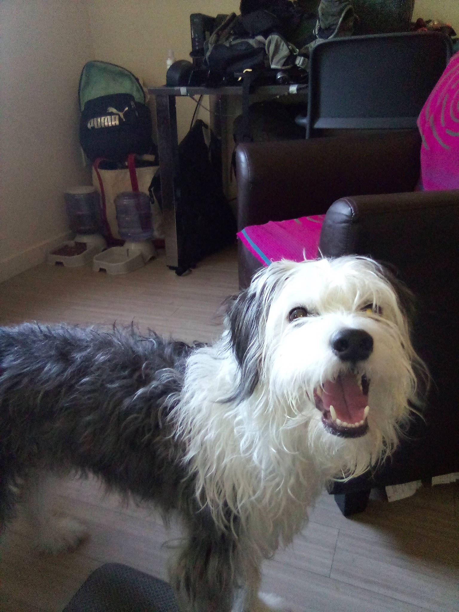 Poe is registered to the contest to win money with this photo: canidae, carnivore, chair, comfort, companion_dog, couch, dog, dog_breed, flooring, fur, luggage_and_bags, small_terrier, snout, sporting_group, studio_couch, terrier, tire, toy_dog, working_animal, working_dog