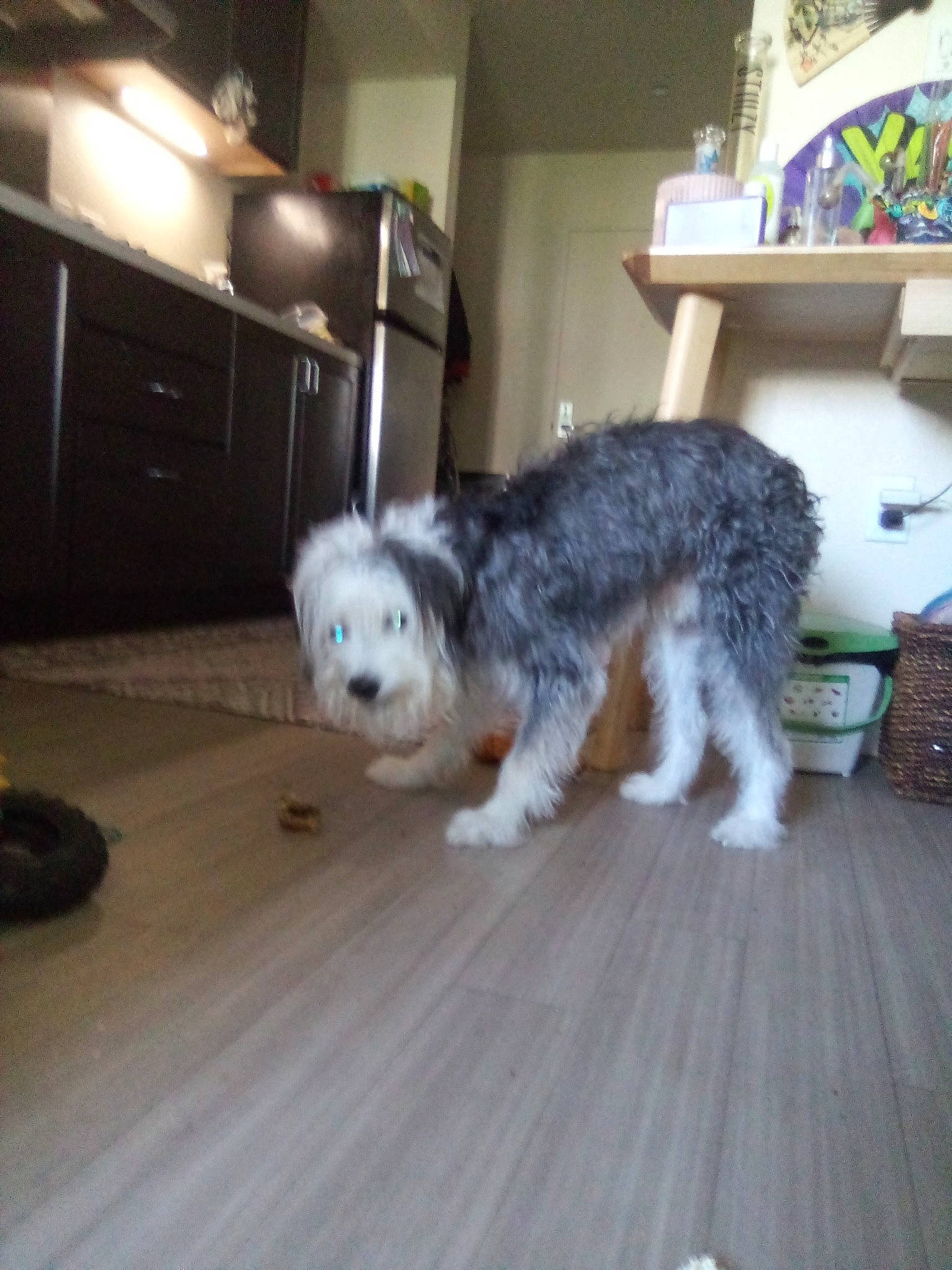 Poe is registered to the contest to win money with this photo: canidae, carnivore, companion_dog, dog, dog_breed, floor, flooring, fur, hardwood, laminate_flooring, living_room, non_sporting_group, schnauzer, small_terrier, tail, terrier, toy_dog, wood, wood_flooring, working_animal