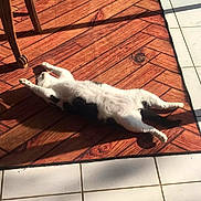 Monsieur Pons a rejoint le concours — aidez-le/la à gagner de superbes lots ! cat, black_and_white, lying_down, sunlight, shadow, wooden_rug, floor_tiles, chair, indoor, relaxed, pet, feline, home, cozy, resting, stretching, sunny, domestic_animal, fur, quiet