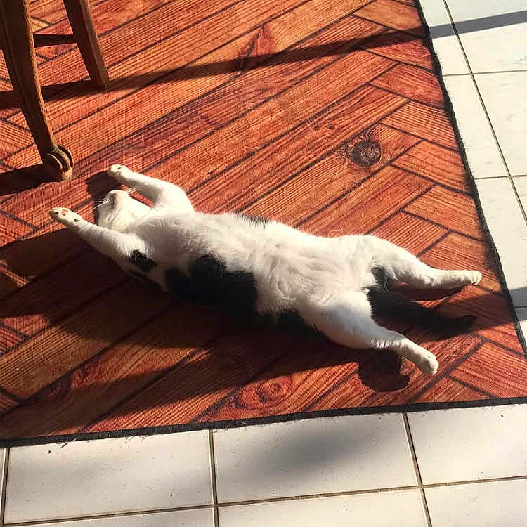 Monsieur Pons a rejoint le concours — aidez-le/la à gagner de superbes lots ! black_and_white, cat, chair, cozy, domestic_animal, feline, floor_tiles, fur, home, indoor, lying_down, pet, quiet, relaxed, resting, shadow, stretching, sunlight, sunny, wooden_rug