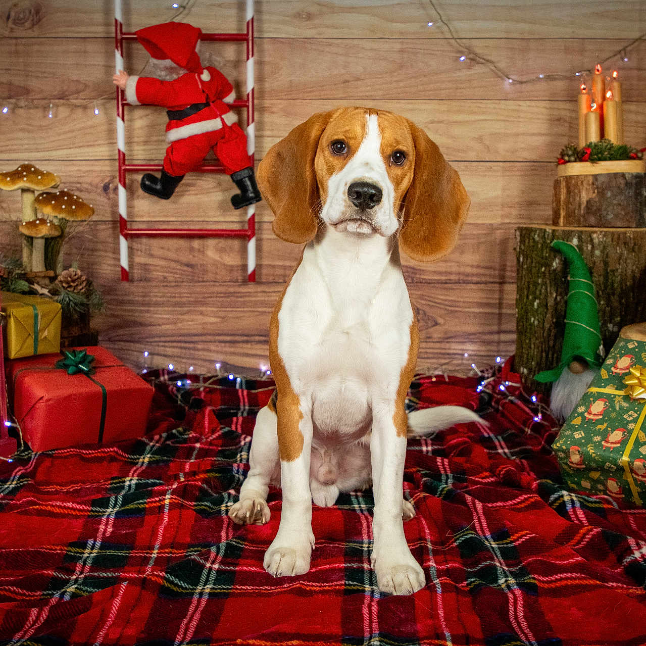 Uno a rejoint le concours — aidez-le/la à gagner de superbes lots ! accessories, animal, architecture, baby, bag, building, canine, christmas, couch, dog, fungus, furniture, handbag, hound, indoors, livingroom, person, pet, plant, room