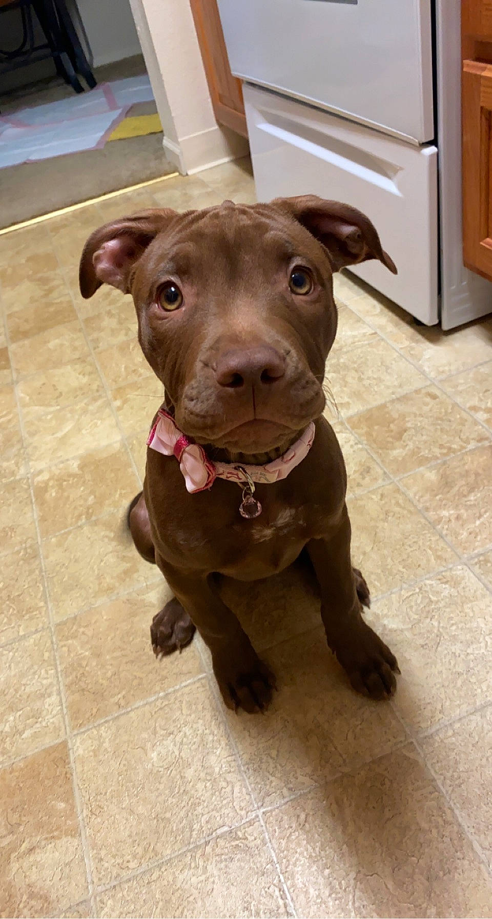 Hunny is registered to the contest to win money with this photo: cabinetry, canidae, carnivore, collar, companion_dog, countertop, cupboard, dog, dog_breed, dog_collar, fawn, floor, flooring, fur, leash, liver, snout, sporting_group, whiskers, working_animal