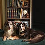 dog, two_dogs, australian_shepherd, carpet, bookshelf, books, clock, figurine, indoor, pets, animal, brown, black, white, fur, lying_down, portrait, companions, home, cozy