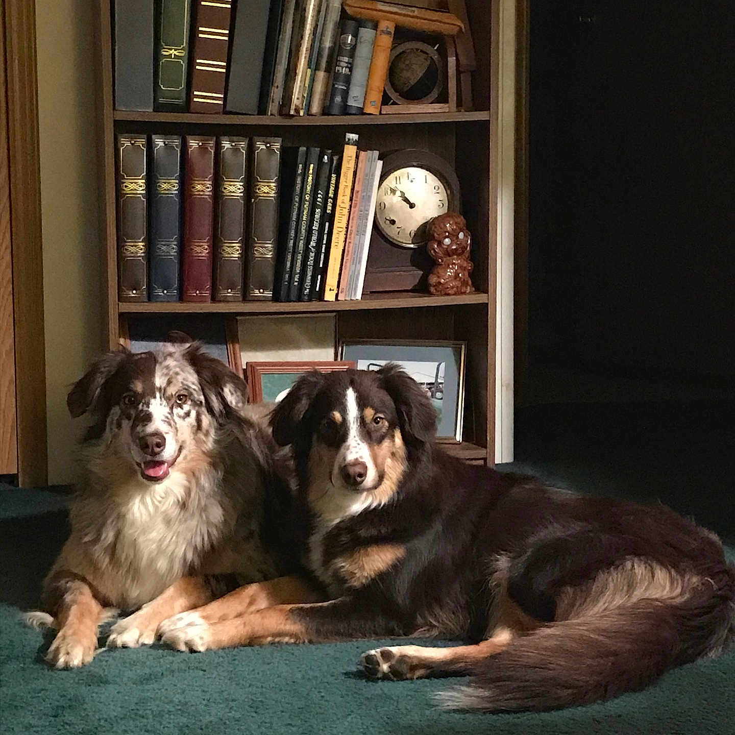 Mudpie Chloe is registered to the contest to win money with this photo: animal, australian_shepherd, black, books, bookshelf, brown, carpet, clock, companions, cozy, dog, figurine, fur, home, indoor, lying_down, pets, portrait, two_dogs, white