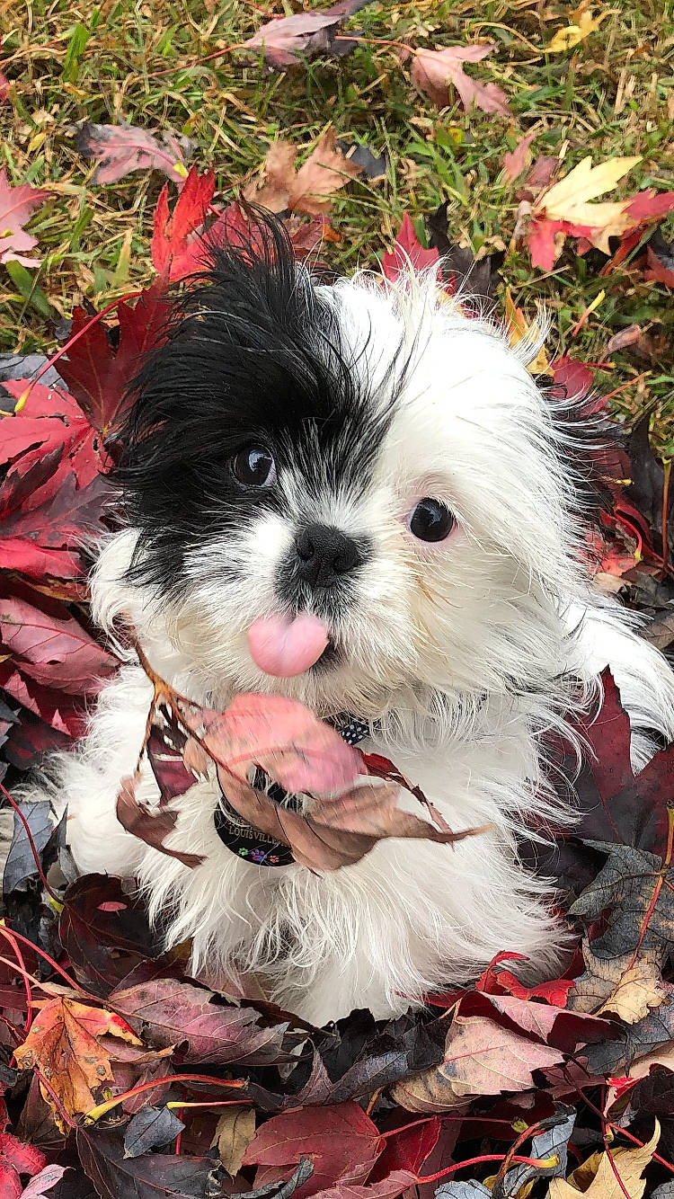 Murphy joined the competition — help win amazing prizes! art, ball, carnivore, companion_dog, dog, dog_breed, event, fawn, fur, grass, pattern, plant, puppy_love, shih_tzu, snout, sporting_group, terrestrial_animal, terrier, toy_dog, working_animal