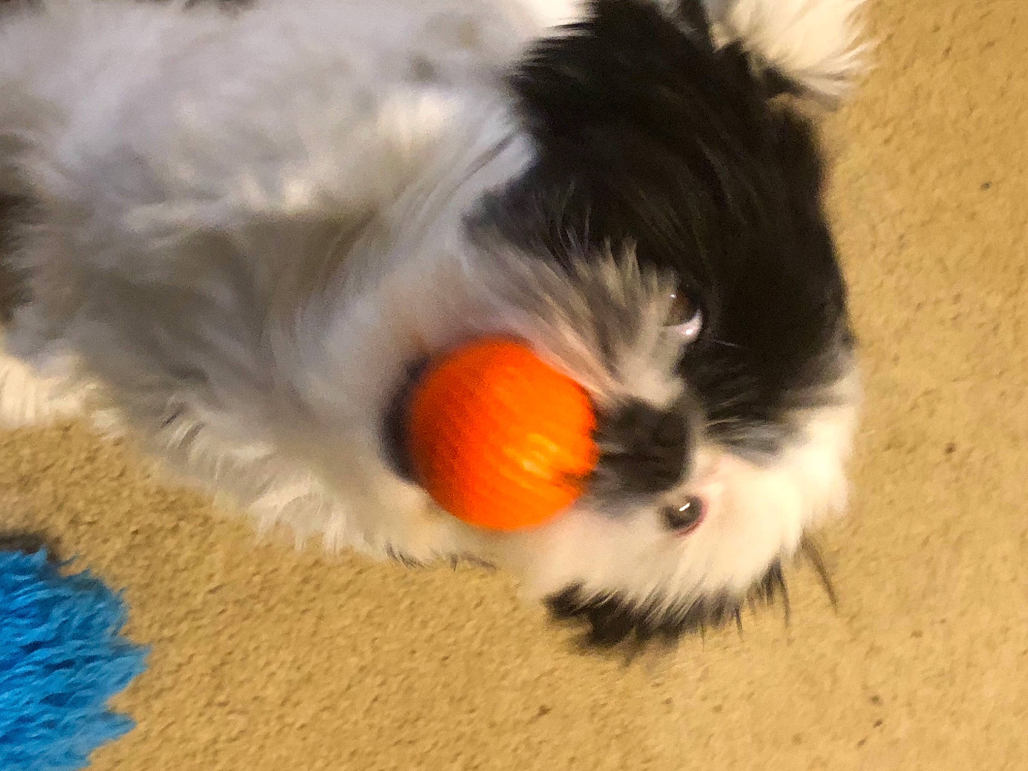 Murphy is registered to the contest to win money with this photo: art, ball, canidae, carnivore, cat, cat_toy, claw, companion_dog, dog_breed, felidae, flooring, fur, paw, sand, small_to_medium_sized_cats, snout, sporting_group, tail, toy, whiskers