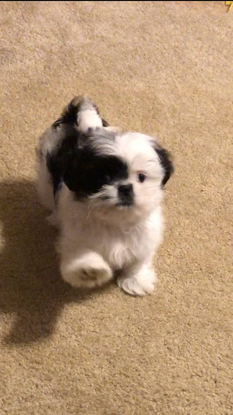 Murphy is registered to the contest to win money with this photo: canidae, carnivore, companion_dog, dog, dog_breed, fawn, fur, grass, mal_shi, maltepoo, non_sporting_group, puppy, shih_tzu, sporting_group, tail, terrestrial_animal, toy_dog, whiskers, working_animal