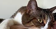 Happy Lee joined the competition — help win amazing prizes! animal, cat, closeup, comfort, companion, cute, ear, feline, fur, green_eyes, human, indoor, pet, pink_clothing, portrait, relaxed, resting, shoulder, tabby, whiskers