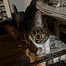 brown, cat, chair, close_up, curiosity, curious, dim_light, domestic_animal, eyes, floor, furniture, household, indoor, nose, pet, tabby, table, water_bottle, whiskers, white
