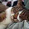 animal, cat, close_up, comfort, cozy, cute, domestic_animal, face, feline, fur, indoor, mammal, nap, pet, relaxing, resting, sleeping, soft, tabby, whiskers