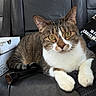 animal, box, cable_package, car_interior, cat, close_up, curious, ears, feline, indoor, leather_seat, looking_at_camera, paw, pet, resting, sitting, tabby_cat, whiskers, white_paws, yellow_eyes