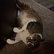 Happy Lee joined the competition — help win amazing prizes! animal, brown, carpet, cat, cozy, cute, domestic, feline, fur, hand, home, indoor, paw, pet, playful, relaxed, tabby, touch, whiskers, white