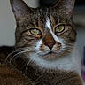 animal, brown_fur, cat, close_up, ears, face, feline, fur, green_eyes, indoor, looking_away, mammal, nose, pet, portrait, shallow_depth_of_field, soft_light, tabby_cat, whiskers, white_fur
