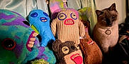 Bean is registered to the contest to win money with this photo: cat, plush_toys, stuffed_animals, colorful, teeth, knitted, furry, indoor, fabric, creepy, quirky, sitting, collection, face, eyes, toy, animal, cute, dark, shadow