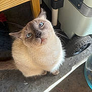 Bean is registered to the contest to win money with this photo: cat, blue_eyes, feline, curious, whiskers, concrete_floor, wooden_chair, sunlight, indoor, pet, domestic_animal, close_up, looking_up, tail, fur, eye_contact, animal, cute, small