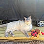 Bean is registered to the contest to win money with this photo: cat, plush_toy, wooden_plank, outdoor, wheel, fabric_cover, pet, feline, relaxed, sunlight, animal, toy, ground, dirt, leaf, collar, paw, fur, cute, resting