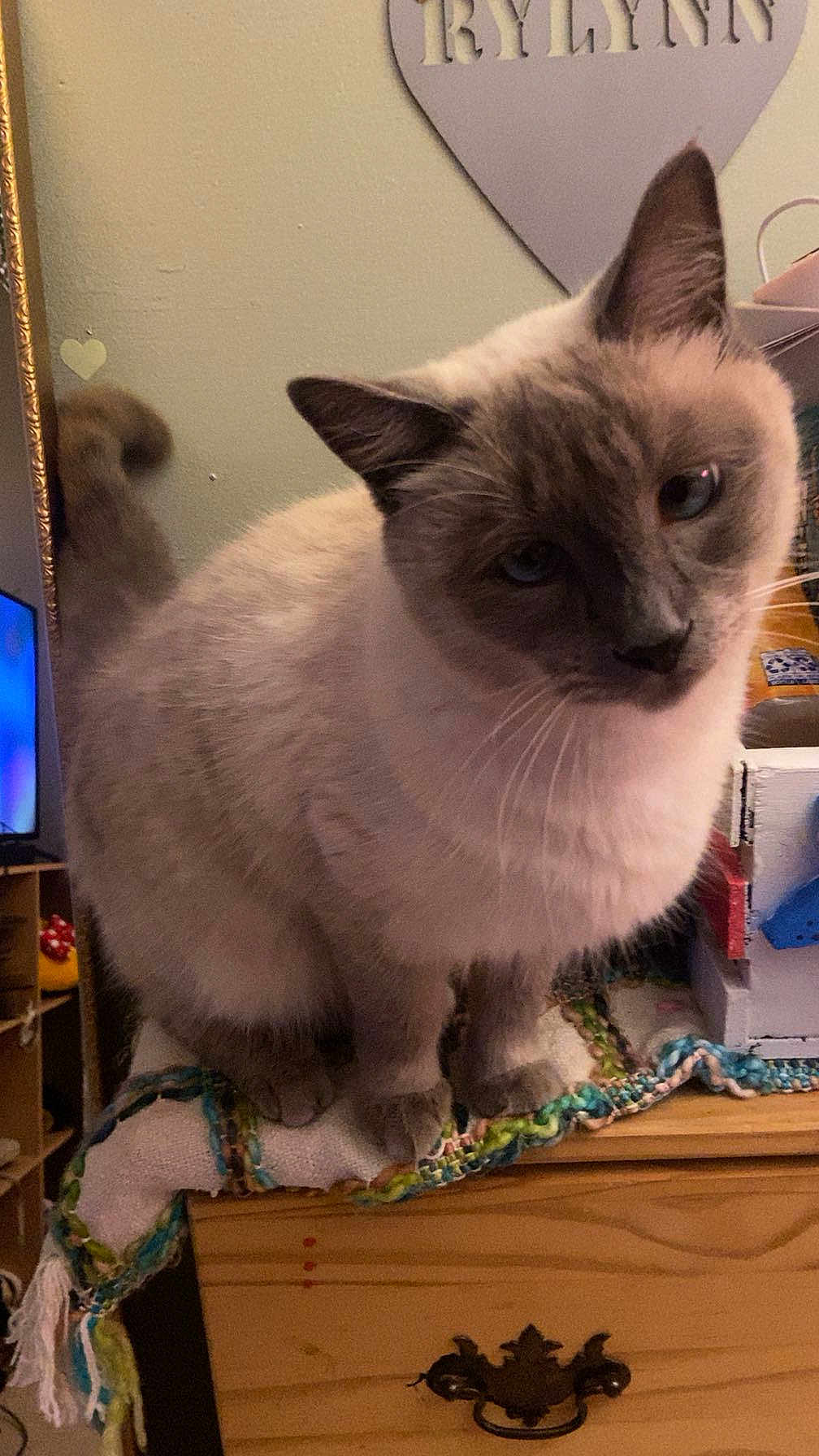 Bean