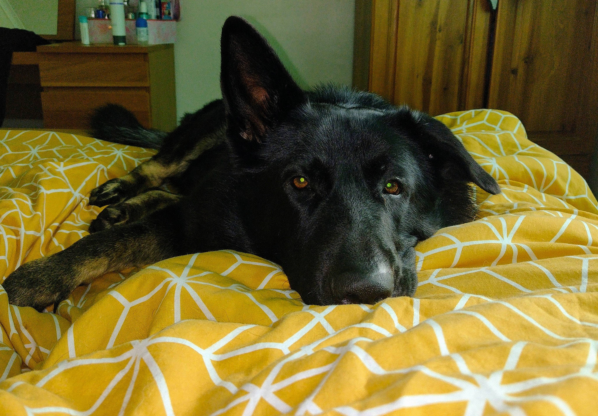 Kaiser is registered to the contest to win money with this photo: bed, borador, box, canidae, carnivore, comfort, companion_dog, dog, dog_breed, fawn, fur, guard_dog, herding_dog, non_sporting_group, snout, sporting_group, terrestrial_animal, toy, whiskers, working_animal