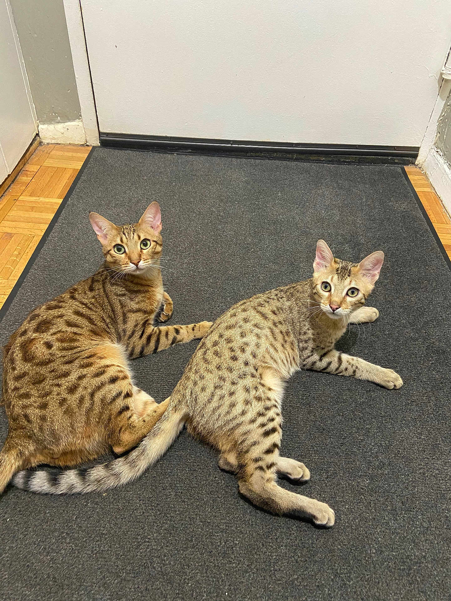 Cavalli Valentino is registered to the contest to win money with this photo: cat, indoor, pets, spotted, two_animals, lying_down, looking_at_camera, curious, door, mat, wood_floor, ears_up, whiskers, tail, feline, domestic_cat, animal_pair, resting, alert, striped