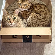 Cavalli Valentino is registered to the contest to win money with this photo: cat, tabby_cat, box, cardboard, floor, wood_floor, indoor, pet, animal, feline, two_animals, curious, snug, cozy, sitting, looking, close_up, domestic_cat, pair, resting