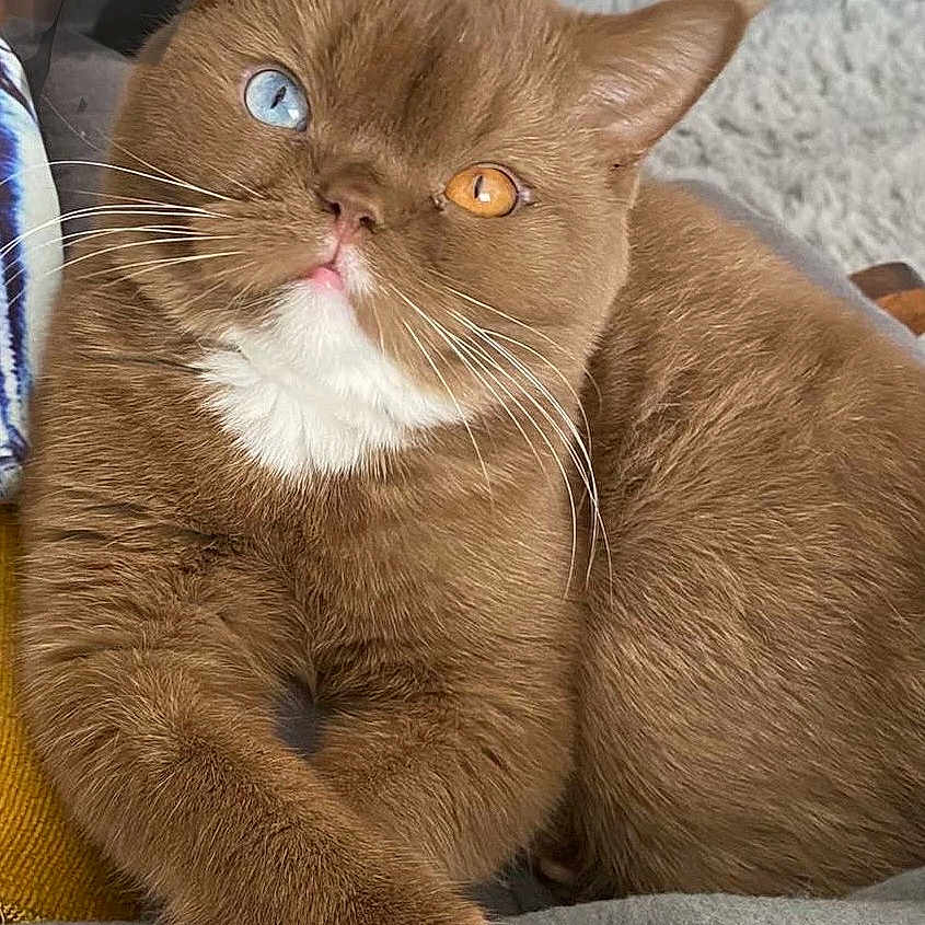 Gucci a rejoint le concours — aidez-le/la à gagner de superbes lots ! abyssinian, adult, angora, animal, cat, chair, couch, female, furniture, hardwood, kitten, manx, person, pet, sleeping, snout, stainedwood, toy, woman, wood