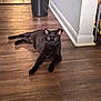 Bean is registered to the contest to win money with this photo: black_cat, cat, pet, indoor, wooden_floor, animal, feline, laying_down, relaxed, corner, trash_can, wall, floor, domestic_cat, whiskers, ears, eyes, fur, home, household