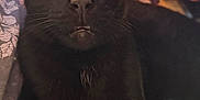 Bean is registered to the contest to win money with this photo: black_cat, cat, pet, animal, indoor, close_up, fur, whiskers, ears, eyes, face, curious, cozy, warm_light, candle_light, resting, blanket, feline, cute, domestic_cat