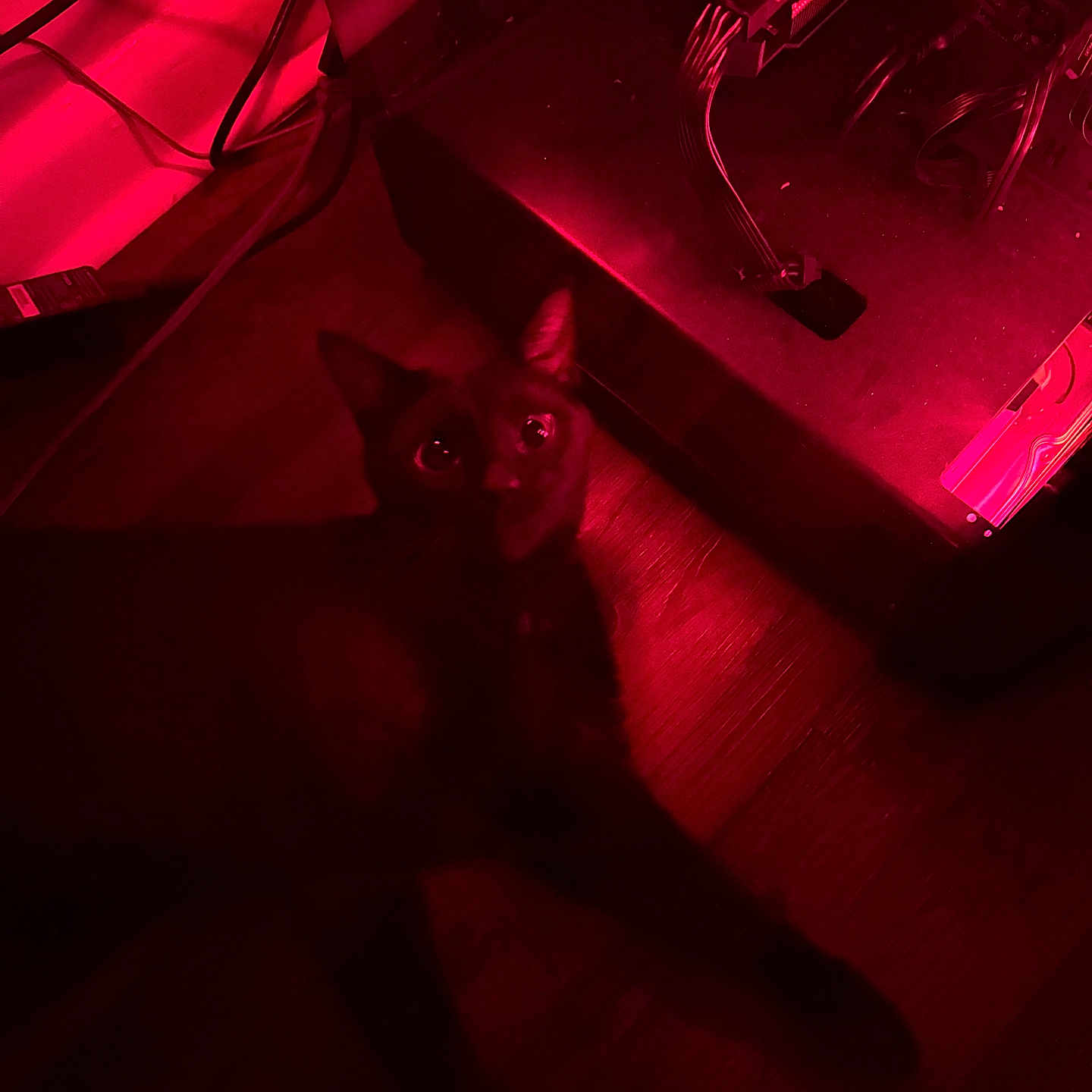 Bean is registered to the contest to win money with this photo: animal, black_cat, cables, cat, computer_hardware, dark, ears, electronics, eyes, floor, fur, indoor, looking_up, mysterious, night, pet, red_light, shadow, whiskers, wood_floor