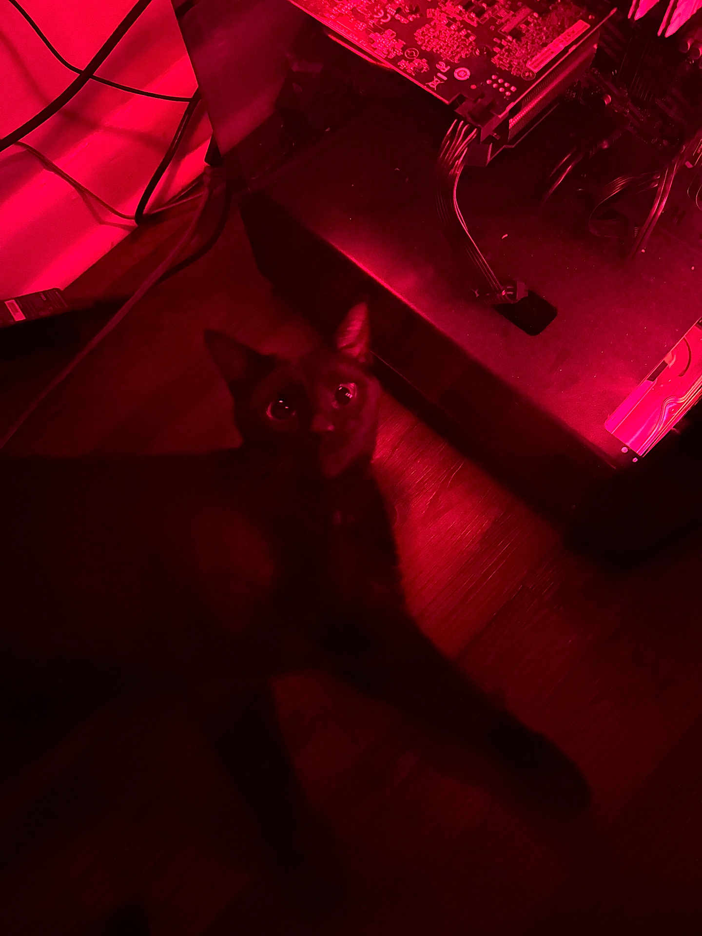 Bean is registered to the contest to win money with this photo: black_cat, cat, pet, animal, indoor, red_light, floor, wood_floor, electronics, computer_hardware, cables, shadow, dark, night, fur, whiskers, ears, eyes, looking_up, mysterious