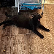 Bean is registered to the contest to win money with this photo: black_cat, cat, yawning, wooden_floor, towels, rack, indoor, pet, animal, feline, stretching, home, flooring, resting, fur, whiskers, mouth_open, relaxing, domestic_cat, household