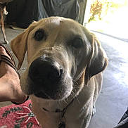 Shine Boy joined the competition — help win amazing prizes! adult, animal, architecture, building, canine, dog, face, furniture, goldenretriever, hound, indoors, labradorretriever, male, man, outdoors, person, pet, puppy, shelter, whitedog