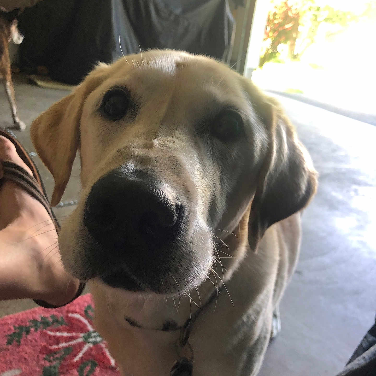 Shine Boy joined the competition — help win amazing prizes! adult, animal, architecture, building, canine, dog, face, furniture, goldenretriever, hound, indoors, labradorretriever, male, man, outdoors, person, pet, puppy, shelter, whitedog