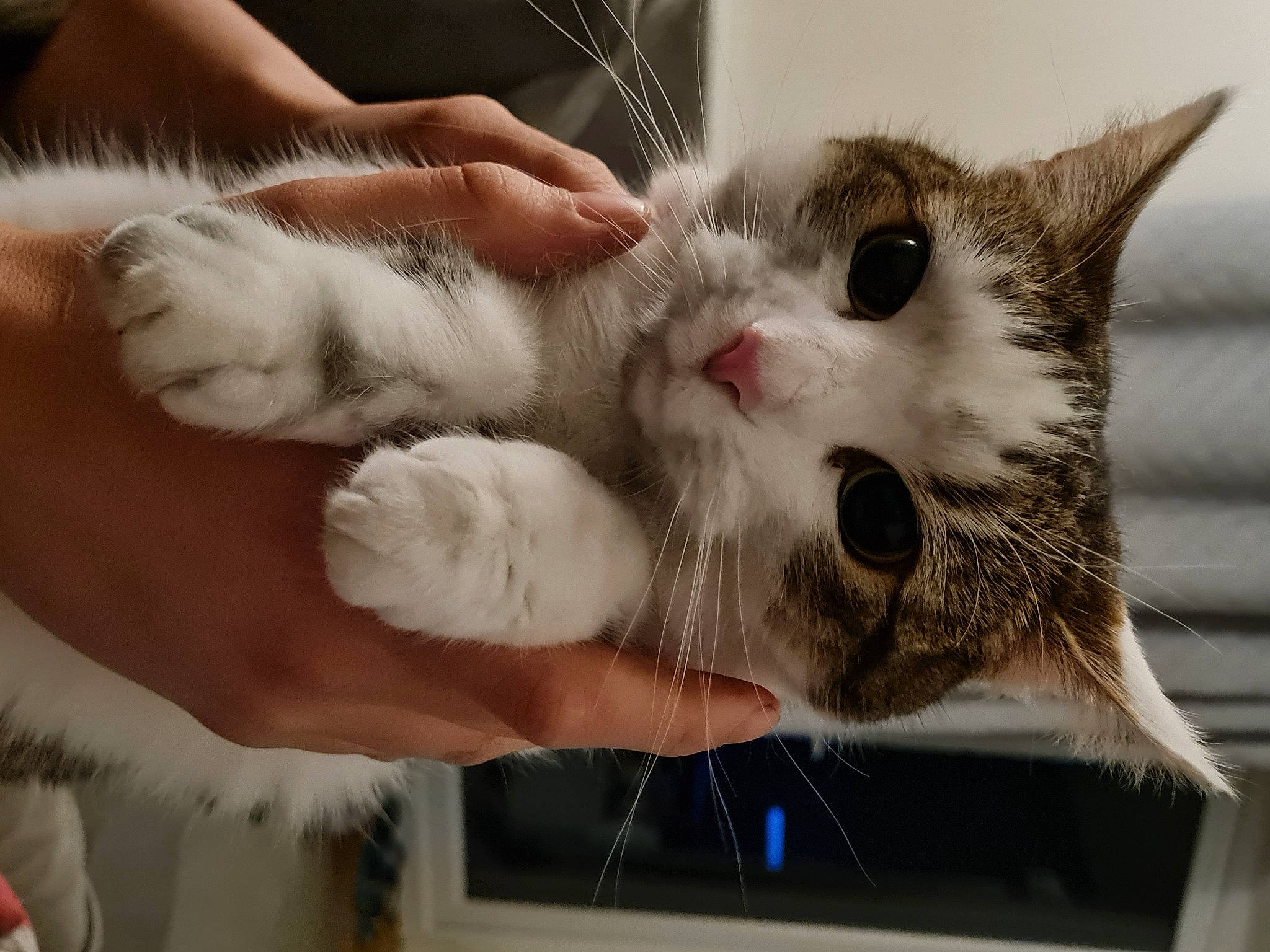 Manilla is registered to the contest to win money with this photo: carnivore, cat, claw, domestic_short_haired_cat, ear, eyelash, felidae, finger, fur, gesture, nail, paw, small_to_medium_sized_cats, snout, whiskers