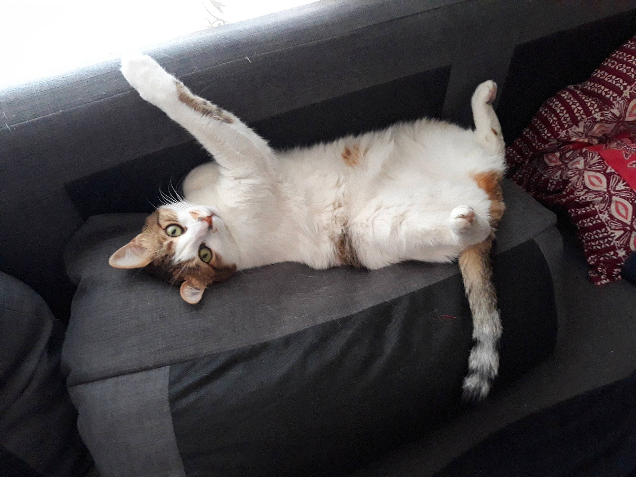 Eclipse participe au concours pour gagner de l'argent avec cette photo : canidae, carnivore, cat, claw, comfort, companion_dog, couch, dog_breed, domestic_short_haired_cat, fawn, felidae, fur, linens, paw, room, small_to_medium_sized_cats, sporting_group, tail, whiskers, wood