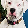 Lady Roxanne...aka Roxy Girl is registered to the contest to win money with this photo: american_bulldog, boxer, bully_kutta, canidae, carnivore, collar, cordoba_fighting_dog, dog, dog_breed, dog_collar, dogo_argentino, dogo_guatemalteco, mammal, molosser, non_sporting_group, pit_bull, rare_breed_dog, snout, valley_bulldog, vertebrate