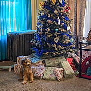 Theo is registered to the contest to win money with this photo: dog, christmas_tree, gifts, carpet, window, curtains, ornaments, holiday, decorations, indoor, furniture, radiator, table, present, wrapped_gifts, pet, festive, blue, beige, cozy
